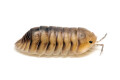 Cubaris sp. Caramel